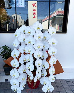 胡蝶蘭・観葉植物